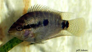 Archocentrus spinosissimus