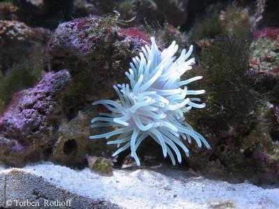 Heteractis sp.