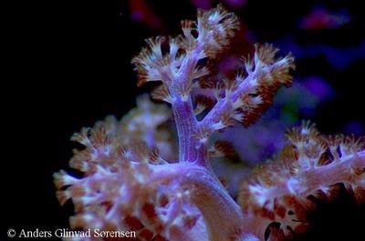 Capnella sp.