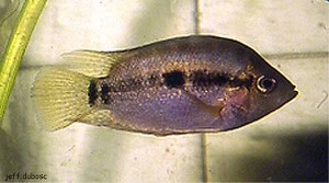 Archocentrus spinosissimus