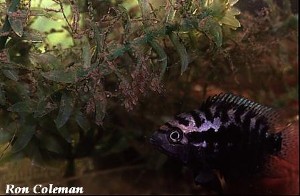 Archocentrus spinosissimus hun med hængende larver