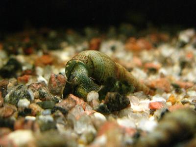 Melanoides tuberculata