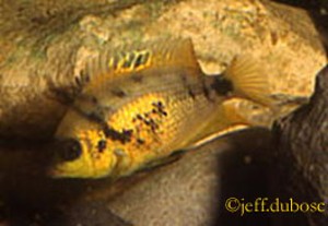 Cryptoheros altoflavus hun