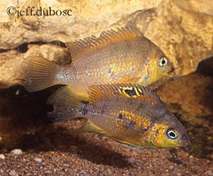 Cryptoheros altoflavus par
