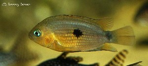 Cryptoheros myrnae
