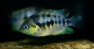 Cryptoheros nanoluteus