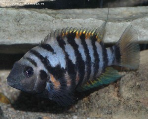 Cryptoheros nigrofasciatus hun