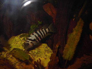 Cryptoheros nigrofasciatus hun med unger