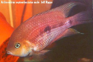Cryptoheros septemfasciatus han