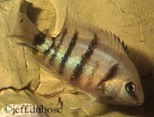 Cryptoheros spilurus Yoyoa