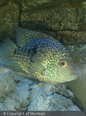 Herichthys carpintis