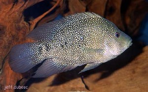 Herichthys cyanoguttatus