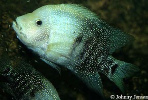 Herichthys cyanoguttatus