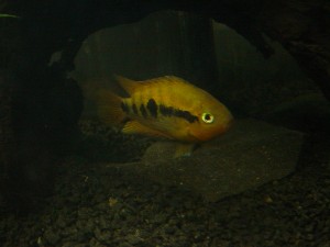 Herren i akvariet
