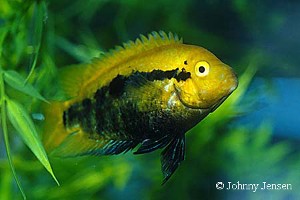 Herotilapia multispinosa