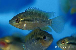 Herotilapia multispinosa unge