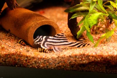 Hypancistrus zebra L046
