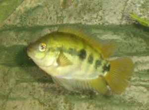 Herotilapia multispinosa