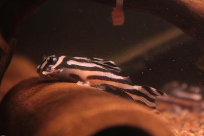 Hypancistrus zebra L046