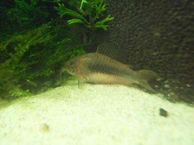 naturvariant
