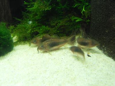 naturvariant