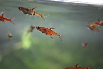 Boraras maculatus