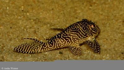 Hypancistrus sp. L260