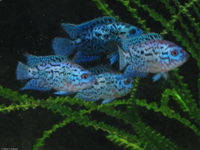 Electric Blue Jack Dempsey