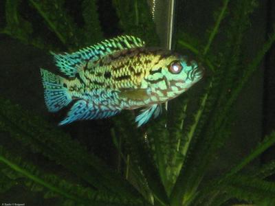 Electric Blue Jack Dempsey