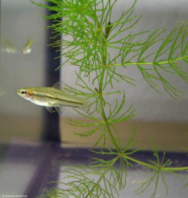 Xiphophorus pygmaeus
