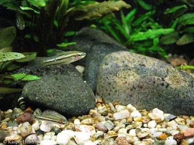Xiphophorus pygmaeus