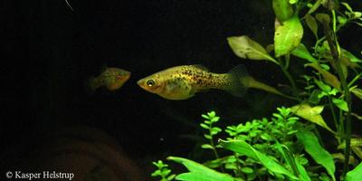 Xiphophorus milleri