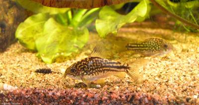Corydoras napoensis