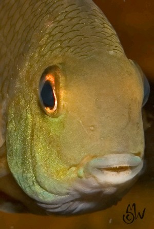 Hypsophrys nicaraguensis hoved