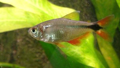 Hyphessobrycon anisitsi