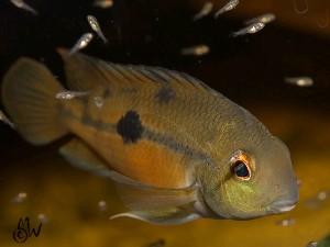 Hypsophrys nicaraguensis med unger