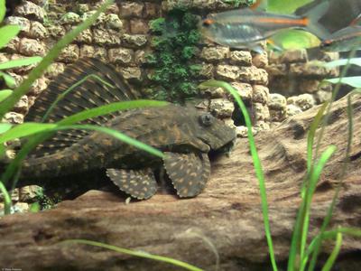 Pterygoplichthys joselimaianus L001, L022