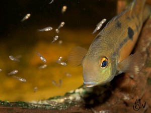 Hypsophrys nicaraguensis med unger