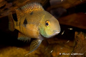 Hypsophrys nicaraguensis med unger