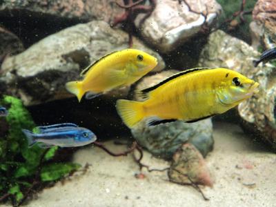 Labidochromis caeruleus