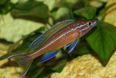 Paracyprichromis nigripinnis
