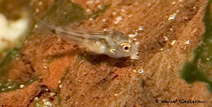Hypsophrys nicaraguensis unge