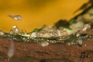 Hypsophrys nicaraguensis yngel