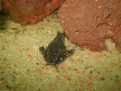 Agamyxis pectinifrons