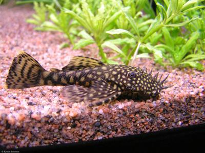 Ancistrus sp.