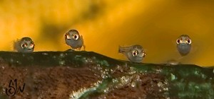 Hypsophrys nicaraguensis yngel