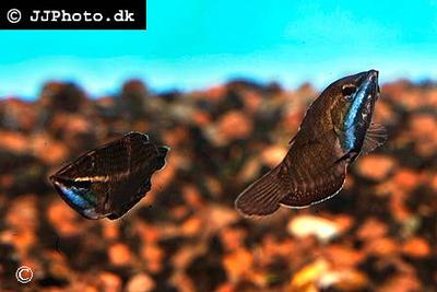 Sphaerichthys vaillanti