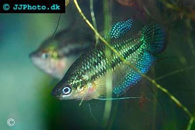 Trichopsis schalleri