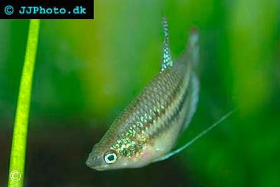Trichopsis schalleri