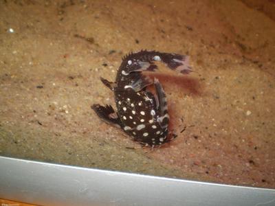 Agamyxis pectinifrons